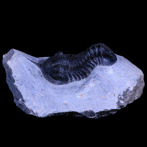 2.6" Morocconites Malladoides Trilobite Fossil Morocco Devonian Age Display, COA - Fossil Age Minerals