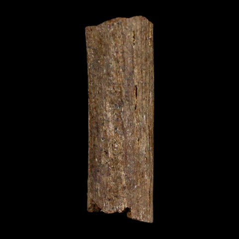 0.9" Hadrosaur Dinosaur Tendon Fossil Lance Creek FM Cretaceous WY COA Display - Fossil Age Minerals