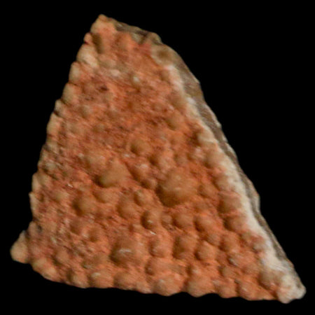 0.4" Megaloolithus Titanosaur Dinosaur Fossil Egg Shell Bouches Du Rhone France Display