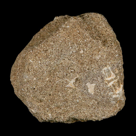 1.5" Mosasaur Prognathodon Fossil Tooth In Matrix Cretaceous Dinosaur Era COA - Fossil Age Minerals