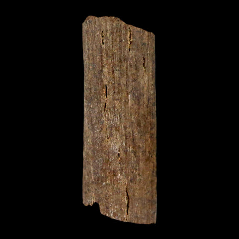 0.9" Hadrosaur Dinosaur Tendon Fossil Lance Creek FM Cretaceous WY COA Display - Fossil Age Minerals