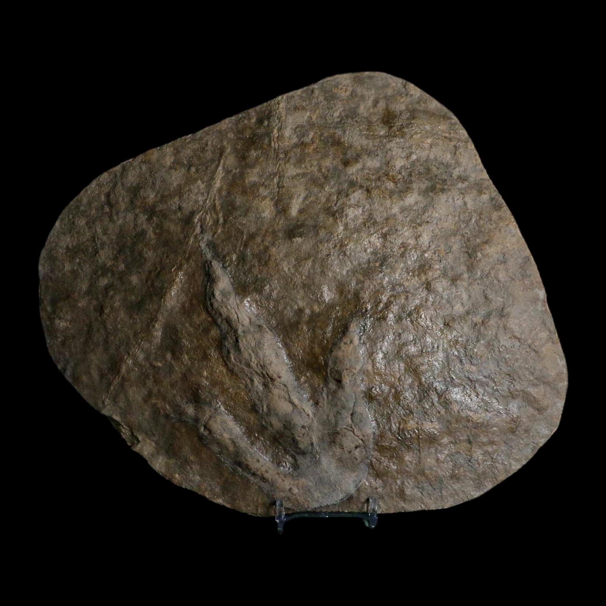 5.6" Grallator Variabilis Dinosaurs Tracks Foot Prints Jurassic Age France COA, Stand - Fossil Age Minerals