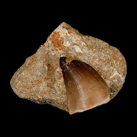 1.4" Mosasaur Prognathodon Fossil Tooth In Matrix Cretaceous Dinosaur Era COA - Fossil Age Minerals