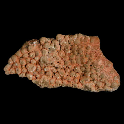 0.6" Megaloolithus Titanosaur Dinosaur Fossil Egg Shell Bouches Du Rhone France Display - Fossil Age Minerals