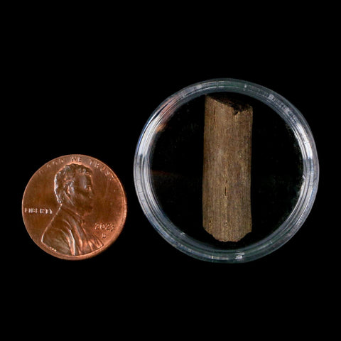 0.9" Hadrosaur Dinosaur Tendon Fossil Lance Creek FM Cretaceous WY COA Display - Fossil Age Minerals