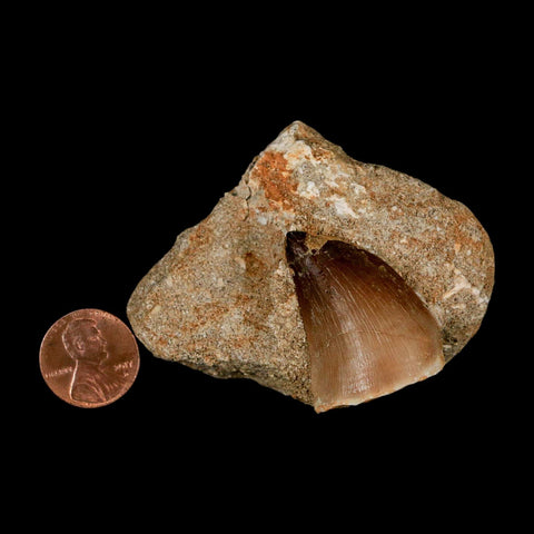 1.4" Mosasaur Prognathodon Fossil Tooth In Matrix Cretaceous Dinosaur Era COA - Fossil Age Minerals