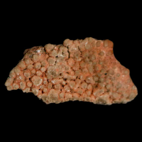 0.6" Megaloolithus Titanosaur Dinosaur Fossil Egg Shell Bouches Du Rhone France Display - Fossil Age Minerals