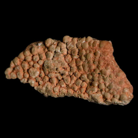 0.6" Megaloolithus Titanosaur Dinosaur Fossil Egg Shell Bouches Du Rhone France Display