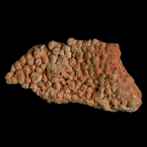 0.6" Megaloolithus Titanosaur Dinosaur Fossil Egg Shell Bouches Du Rhone France Display - Fossil Age Minerals