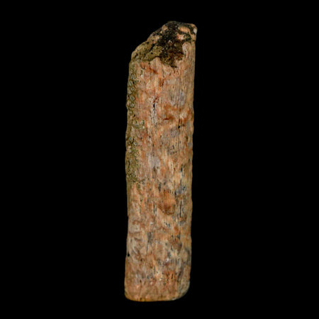 1.1" Hadrosaur Dinosaur Tendon Fossil Lance Creek FM Cretaceous WY COA Display