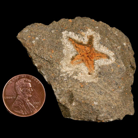 20MM Brittle Star Petraster Starfish Fossil Ordovician Age Blekus Morocco COA - Fossil Age Minerals