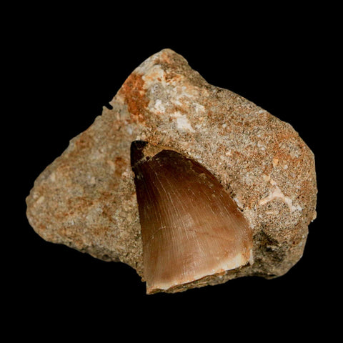 1.4" Mosasaur Prognathodon Fossil Tooth In Matrix Cretaceous Dinosaur Era COA - Fossil Age Minerals