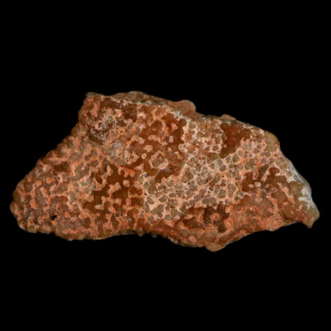 0.6" Megaloolithus Titanosaur Dinosaur Fossil Egg Shell Bouches Du Rhone France Display - Fossil Age Minerals