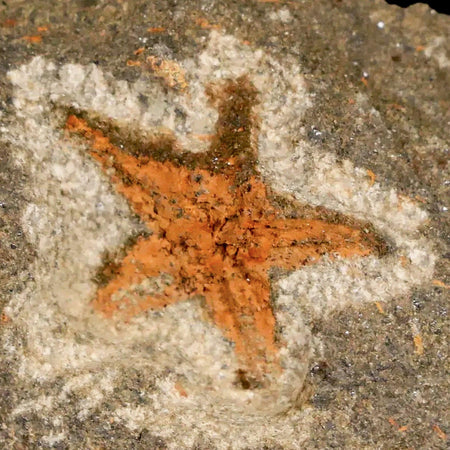 20MM Brittle Star Petraster Starfish Fossil Ordovician Age Blekus Morocco COA