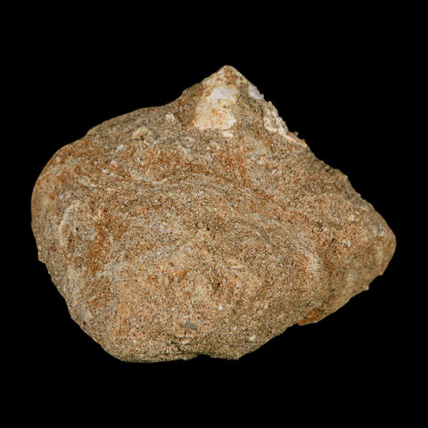 1.4" Mosasaur Prognathodon Fossil Tooth In Matrix Cretaceous Dinosaur Era COA - Fossil Age Minerals