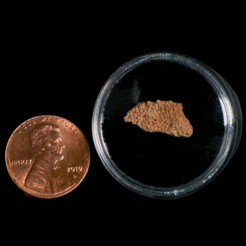 0.6" Megaloolithus Titanosaur Dinosaur Fossil Egg Shell Bouches Du Rhone France Display - Fossil Age Minerals