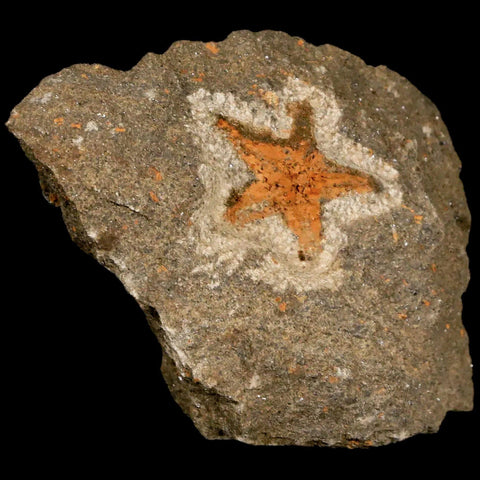 20MM Brittle Star Petraster Starfish Fossil Ordovician Age Blekus Morocco COA - Fossil Age Minerals