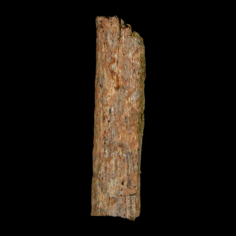1.1" Hadrosaur Dinosaur Tendon Fossil Lance Creek FM Cretaceous WY COA Display - Fossil Age Minerals