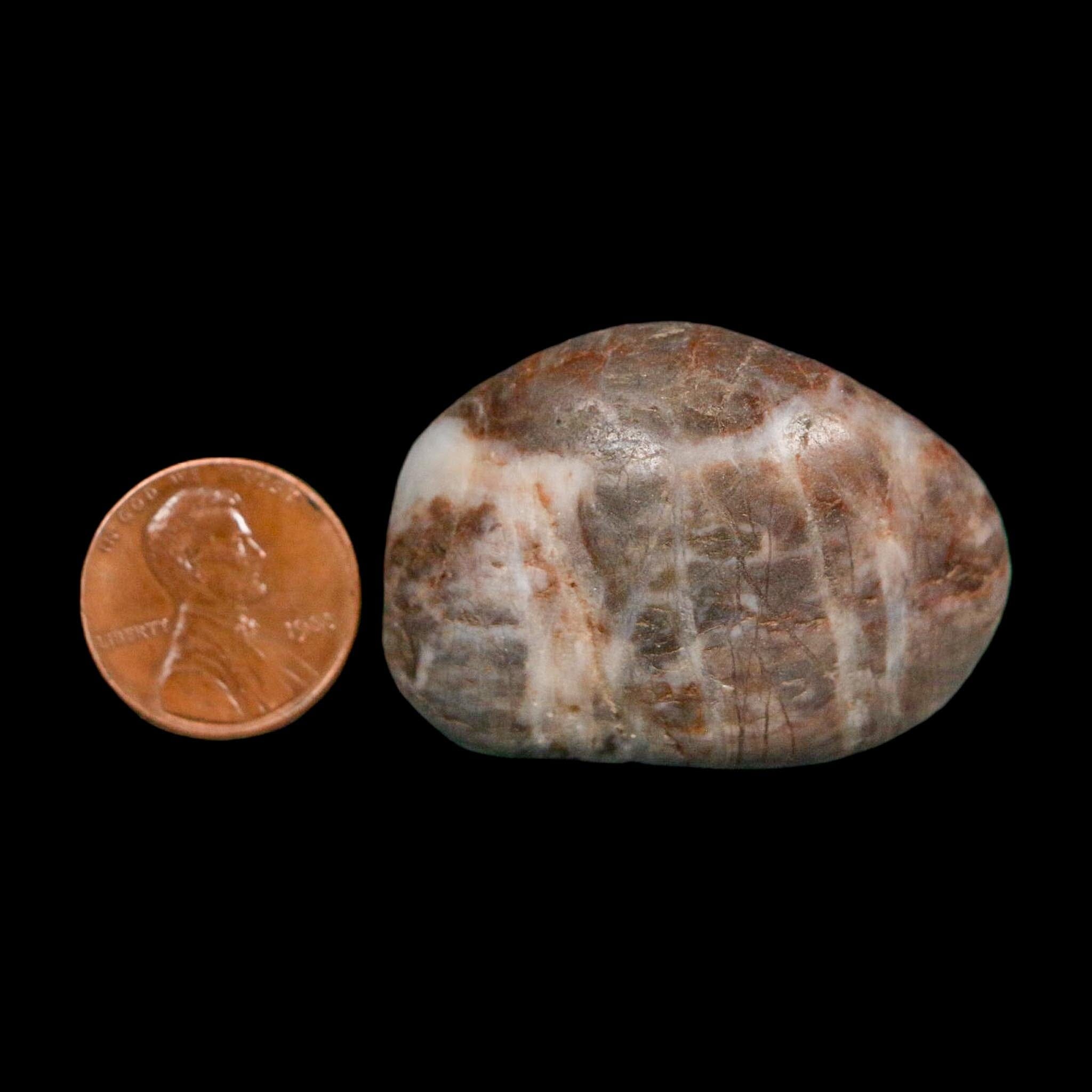 1.6" Sauropod Dinosaur Stomach Stone Gastrolith Rock Gizzard Stone COA - Fossil Age Minerals