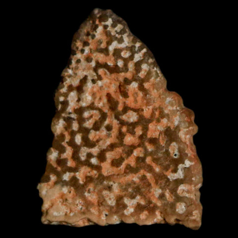 0.5" Megaloolithus Titanosaur Dinosaur Fossil Egg Shell Bouches Du Rhone France Display - Fossil Age Minerals