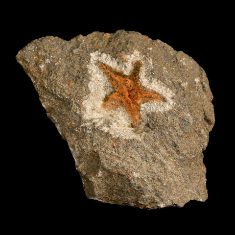 20MM Brittle Star Petraster Starfish Fossil Ordovician Age Blekus Morocco COA - Fossil Age Minerals