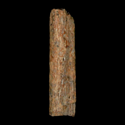 1.1" Hadrosaur Dinosaur Tendon Fossil Lance Creek FM Cretaceous WY COA Display - Fossil Age Minerals