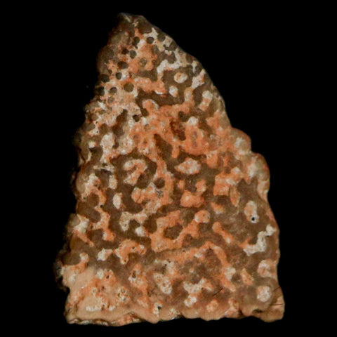 0.5" Megaloolithus Titanosaur Dinosaur Fossil Egg Shell Bouches Du Rhone France Display - Fossil Age Minerals