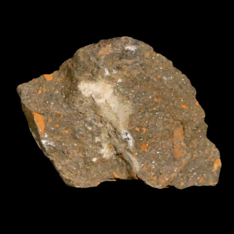 20MM Brittle Star Petraster Starfish Fossil Ordovician Age Blekus Morocco COA - Fossil Age Minerals