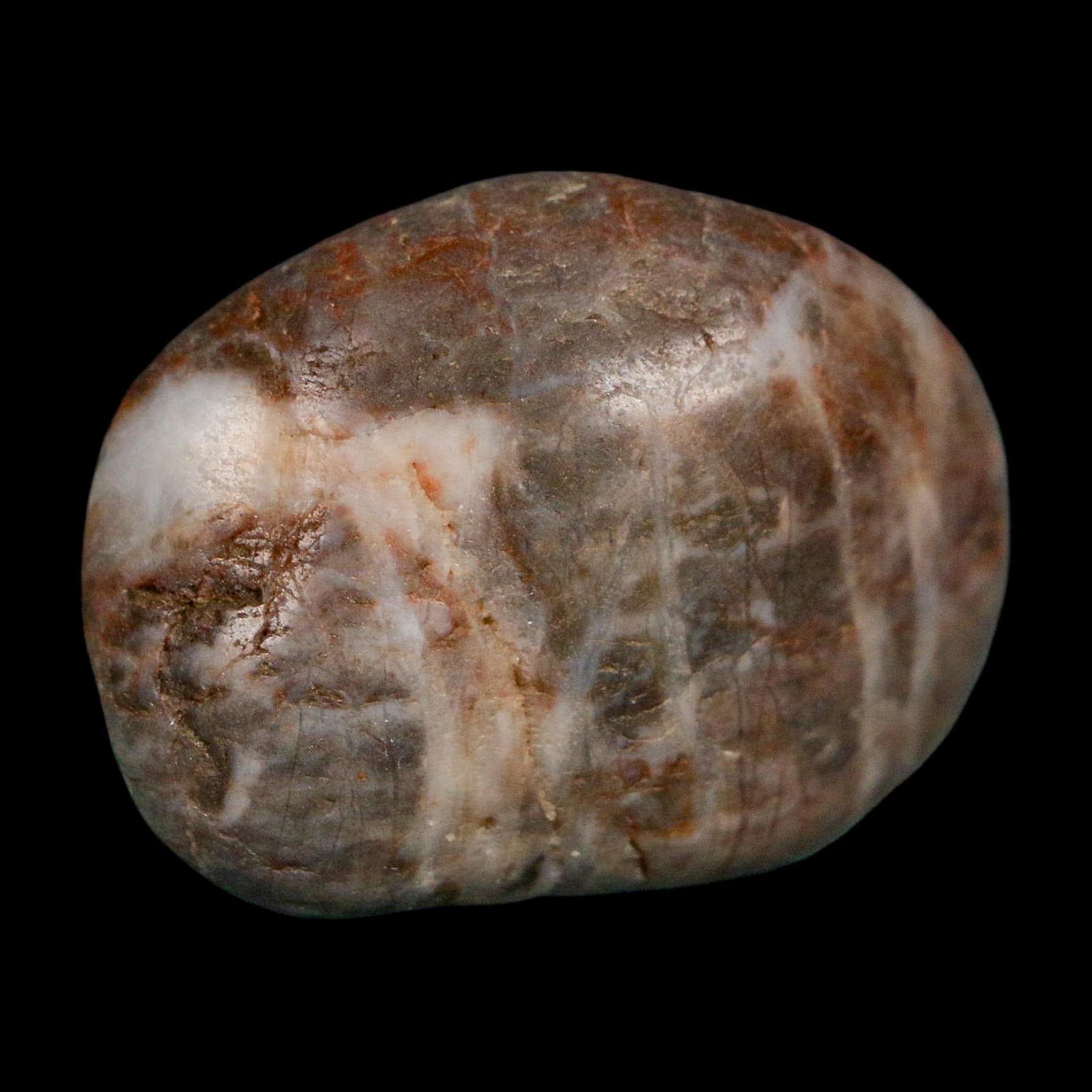1.6" Sauropod Dinosaur Stomach Stone Gastrolith Rock Gizzard Stone COA - Fossil Age Minerals