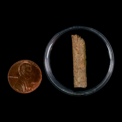 1.1" Hadrosaur Dinosaur Tendon Fossil Lance Creek FM Cretaceous WY COA Display - Fossil Age Minerals