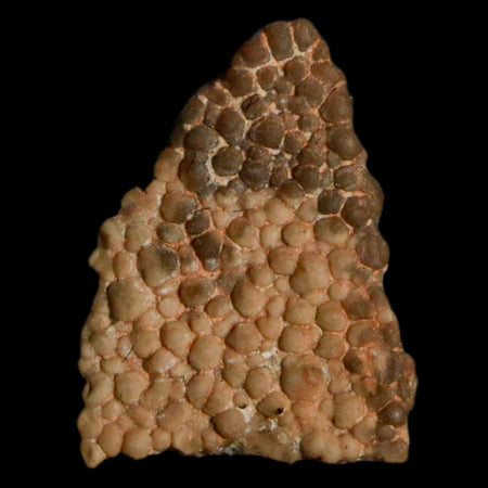 0.5" Megaloolithus Titanosaur Dinosaur Fossil Egg Shell Bouches Du Rhone France Display