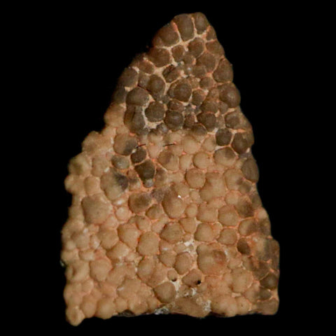 0.5" Megaloolithus Titanosaur Dinosaur Fossil Egg Shell Bouches Du Rhone France Display - Fossil Age Minerals