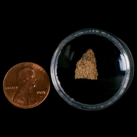 0.5" Megaloolithus Titanosaur Dinosaur Fossil Egg Shell Bouches Du Rhone France Display - Fossil Age Minerals