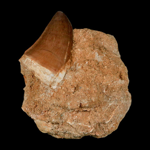 1.5" Mosasaur Prognathodon Fossil Tooth In Matrix Cretaceous Dinosaur Era COA - Fossil Age Minerals