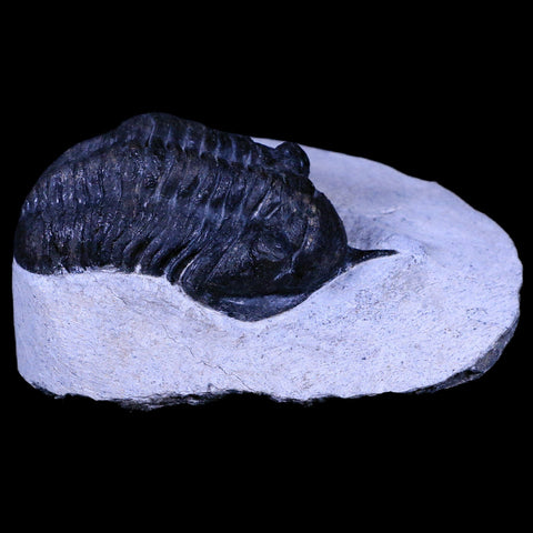 2.4" Morocconites Malladoides Trilobite Fossil Morocco Devonian Age Display, COA - Fossil Age Minerals