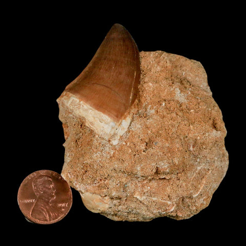 1.5" Mosasaur Prognathodon Fossil Tooth In Matrix Cretaceous Dinosaur Era COA - Fossil Age Minerals