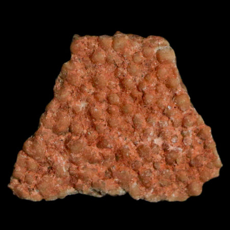 0.4" Megaloolithus Titanosaur Dinosaur Fossil Egg Shell Bouches Du Rhone France Display