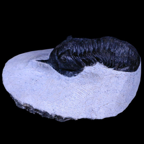 2.4" Morocconites Malladoides Trilobite Fossil Morocco Devonian Age Display, COA - Fossil Age Minerals