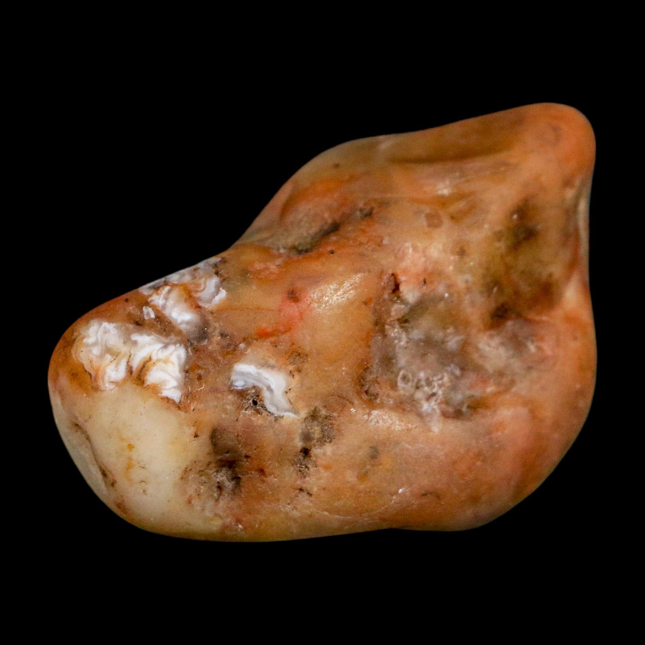 1.8" Sauropod Dinosaur Stomach Stone Gastrolith Rock Gizzard Stone COA - Fossil Age Minerals