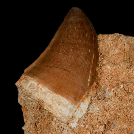 1.5" Mosasaur Prognathodon Fossil Tooth In Matrix Cretaceous Dinosaur Era COA