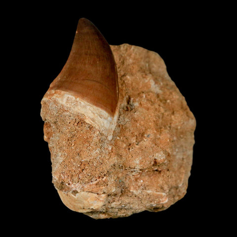 1.5" Mosasaur Prognathodon Fossil Tooth In Matrix Cretaceous Dinosaur Era COA - Fossil Age Minerals