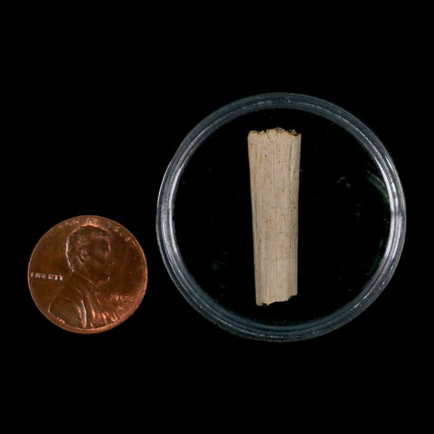 1.1" Hadrosaur Dinosaur Tendon Fossil Lance Creek FM Cretaceous WY COA Display - Fossil Age Minerals