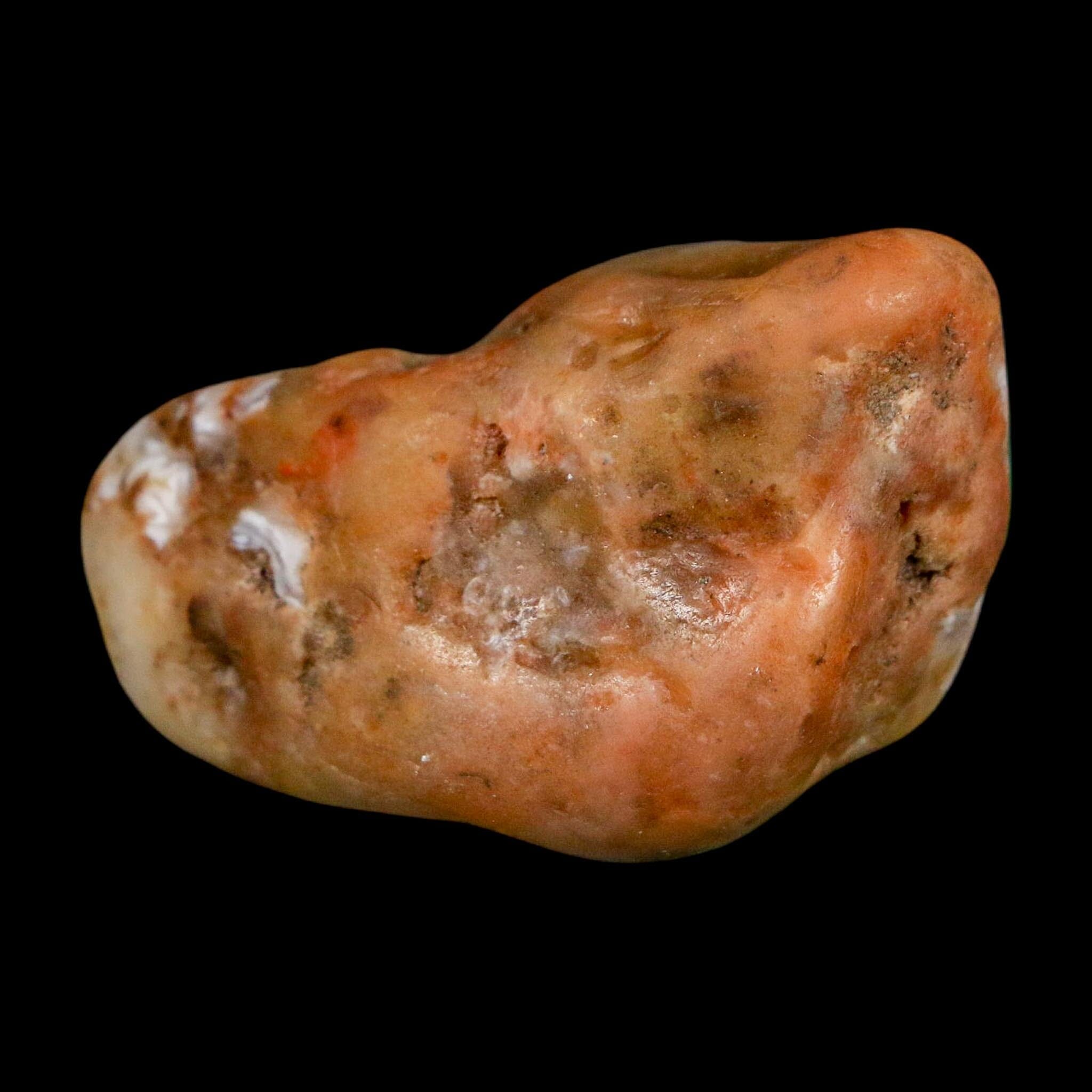 1.8" Sauropod Dinosaur Stomach Stone Gastrolith Rock Gizzard Stone COA - Fossil Age Minerals