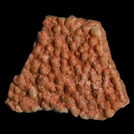 0.4" Megaloolithus Titanosaur Dinosaur Fossil Egg Shell Bouches Du Rhone France Display