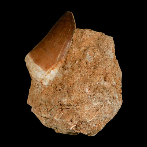 1.5" Mosasaur Prognathodon Fossil Tooth In Matrix Cretaceous Dinosaur Era COA - Fossil Age Minerals