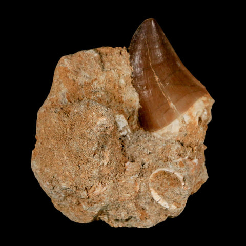 1.5" Mosasaur Prognathodon Fossil Tooth In Matrix Cretaceous Dinosaur Era COA - Fossil Age Minerals