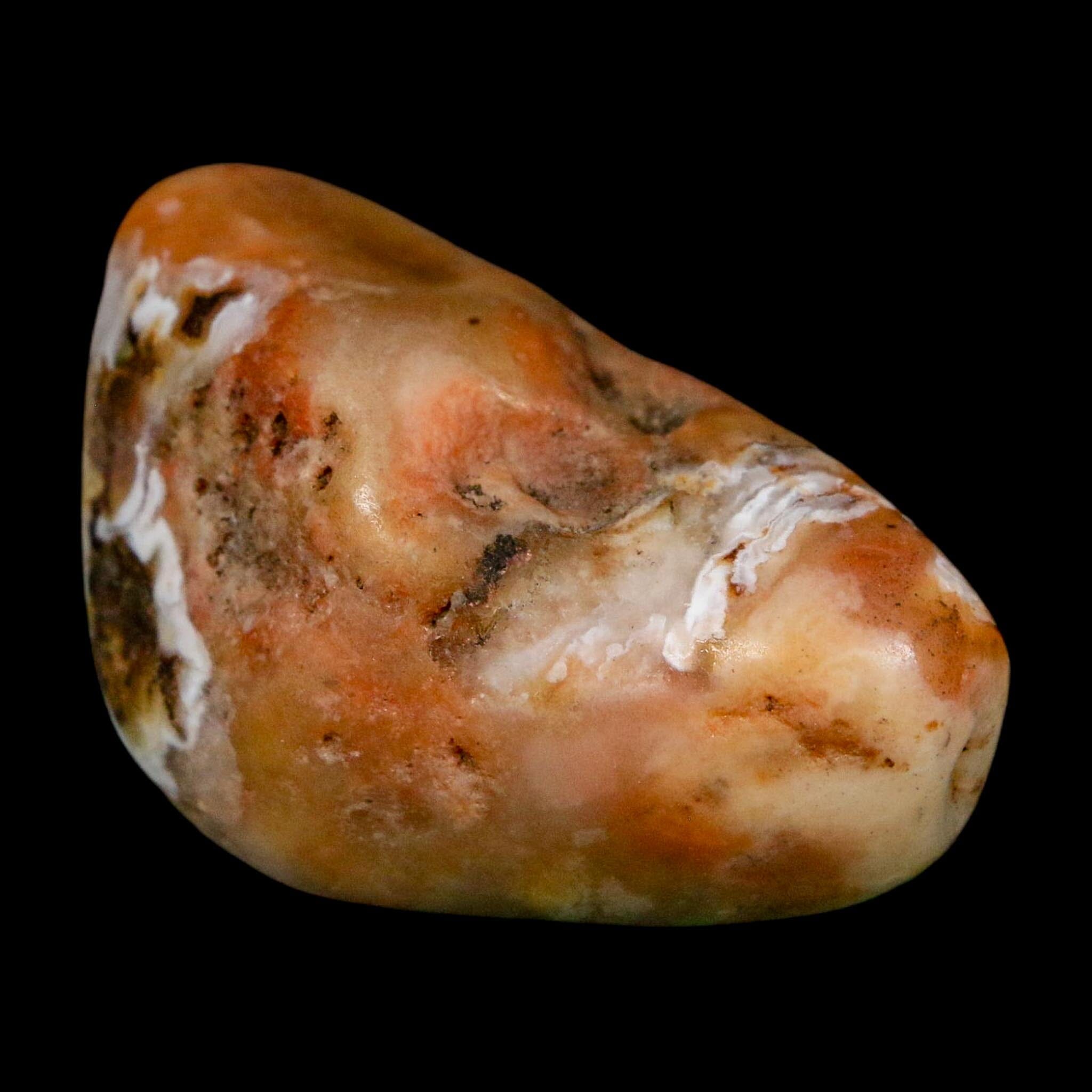 1.8" Sauropod Dinosaur Stomach Stone Gastrolith Rock Gizzard Stone COA - Fossil Age Minerals