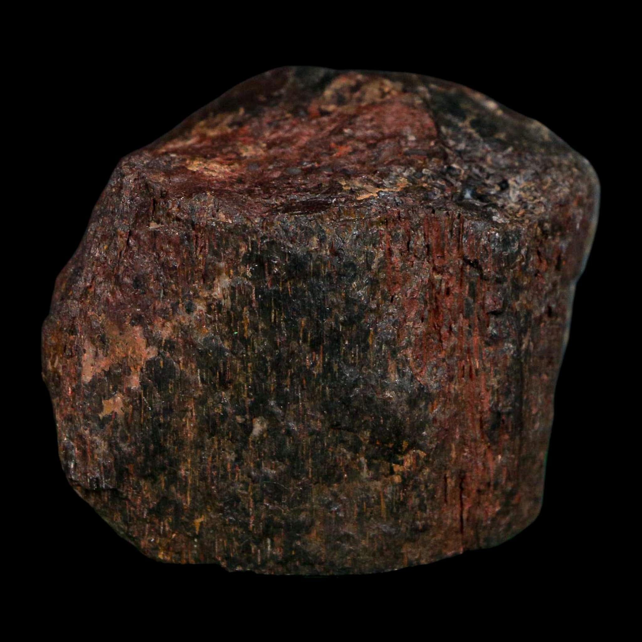 1.6" Camarasaurus Dinosaur Fossil Rib Morrison FM CO Jurassic Age COA Stand - Fossil Age Minerals