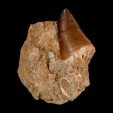 1.5" Mosasaur Prognathodon Fossil Tooth In Matrix Cretaceous Dinosaur Era COA - Fossil Age Minerals