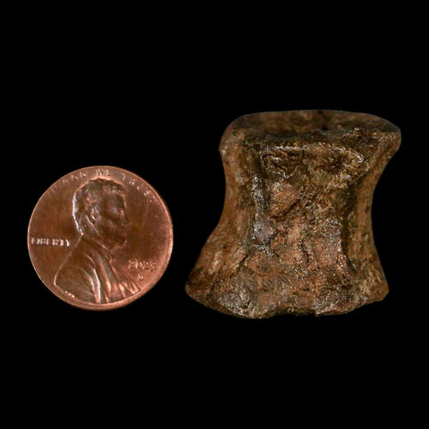 1" Brachylophosaurus Fossil Vertebrae Bone Cretaceous Dinosaur Judith River MT COA - Fossil Age Minerals